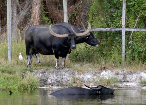 Three Water Buffaloes