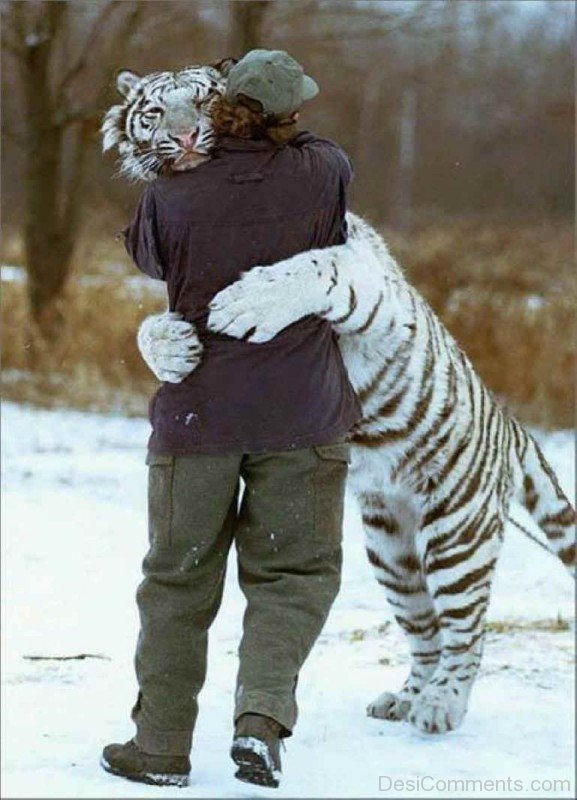 Tiger Hug