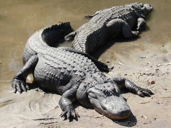 Two Alligators In Water