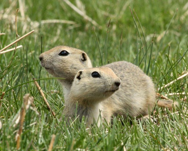 Two Gophers-db221