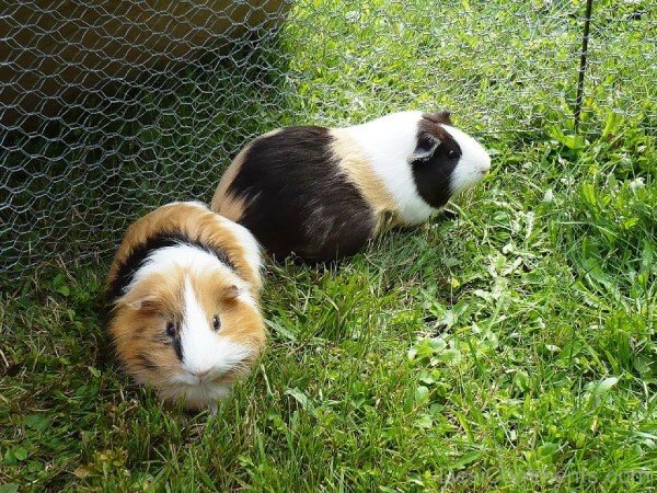 Two Guinea Pigs