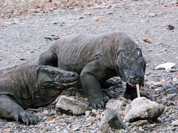 Two Komodo Dragons-db120