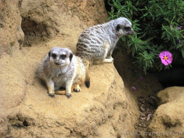 Two Meerkat Picture -adb028desipkk28