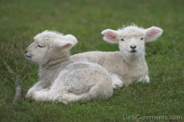 Two Sheep Babies-DC021408