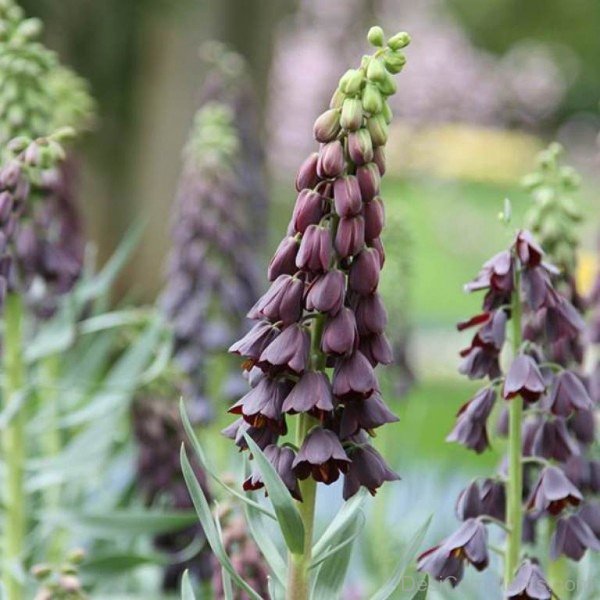 Unique Fritillaria Persica Flowers