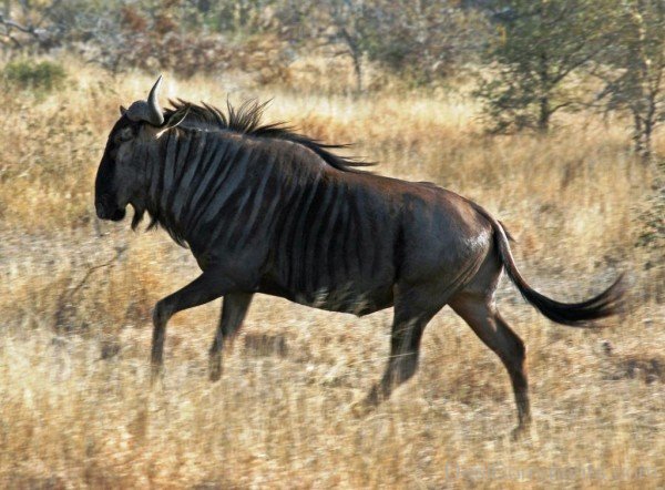 Walking Gnu