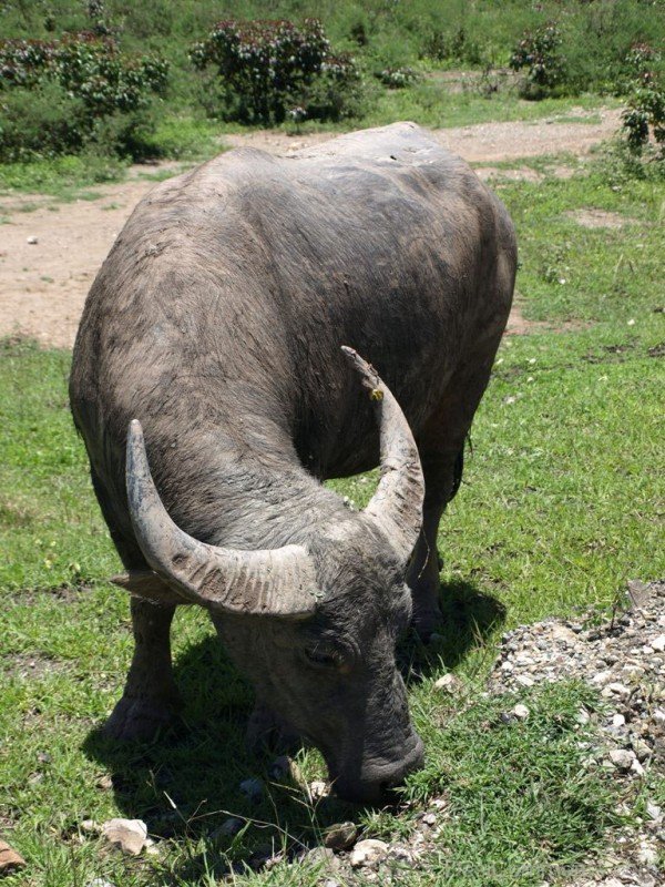 Water Buffalo Eating Grass