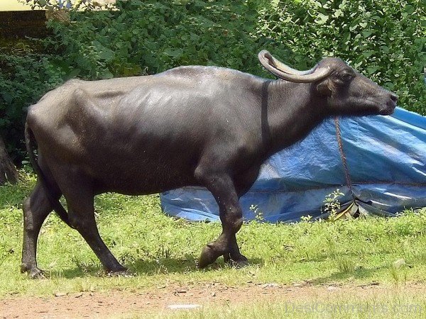 Water Buffalo In Field