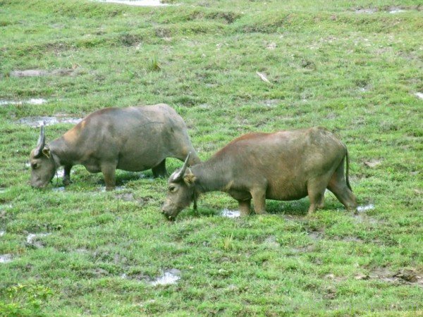 Water Buffaloes - DesiComments.com