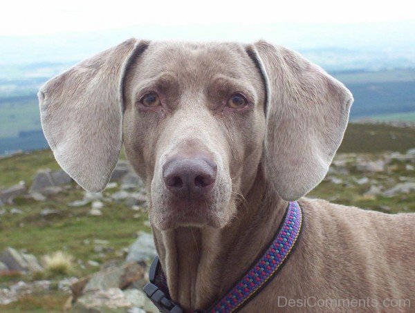 Weimaraner Closeup-ADB250017DC012517