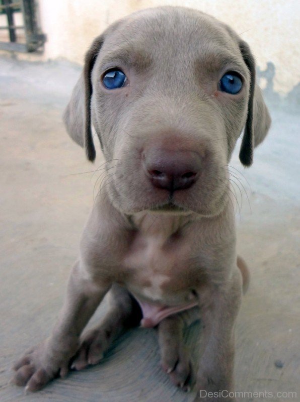 Weimaraner Puppy Closeup-ADB250012DC012512