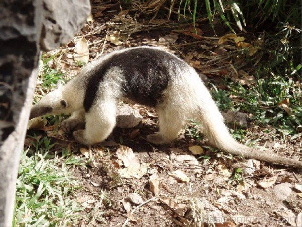 White Anteater