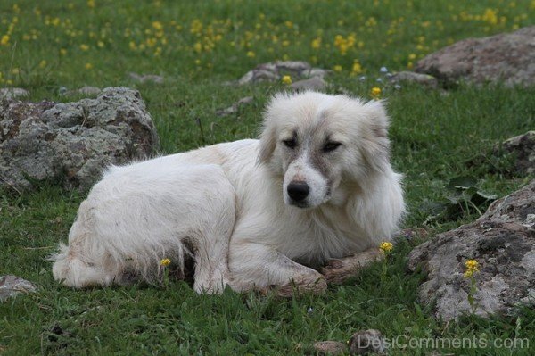 White Armenian Gampr Dog