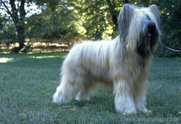 White Briard-id060