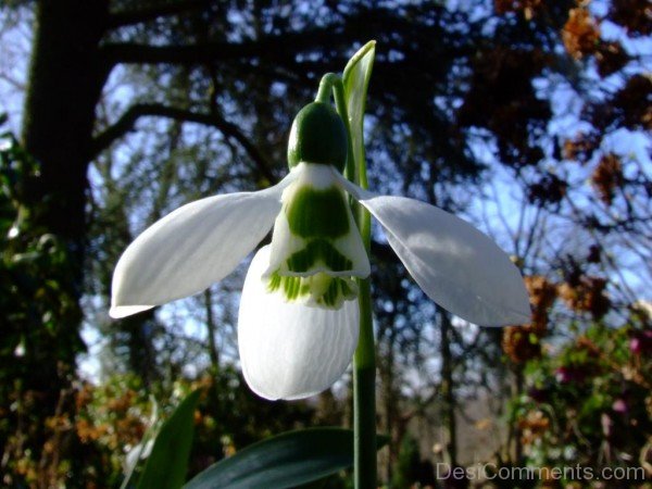 White Elwes’s Snowdrop Flower