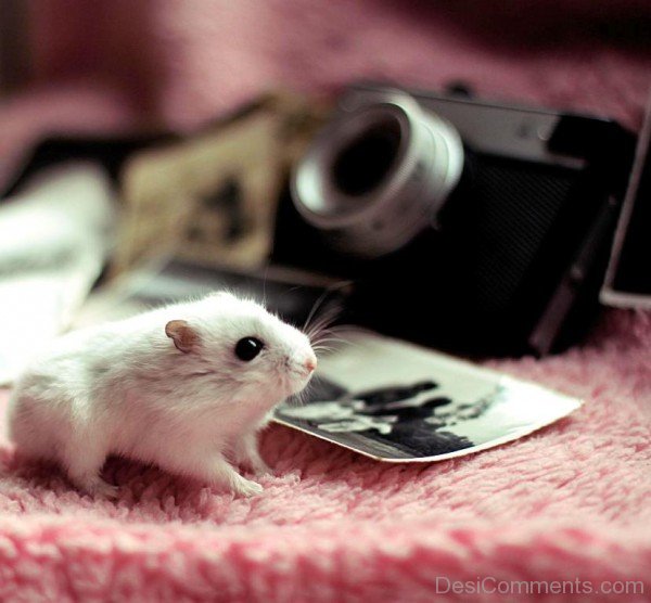 White Hamster