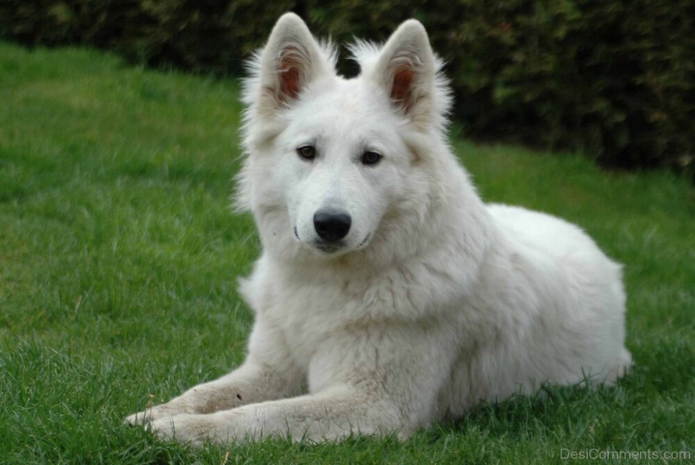 White Swiss Shepherd Dog - DesiComments.com