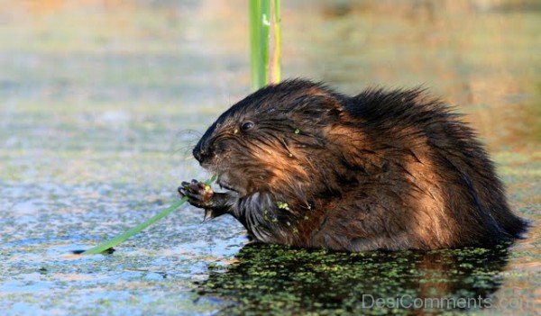 Wild Animal Beaver