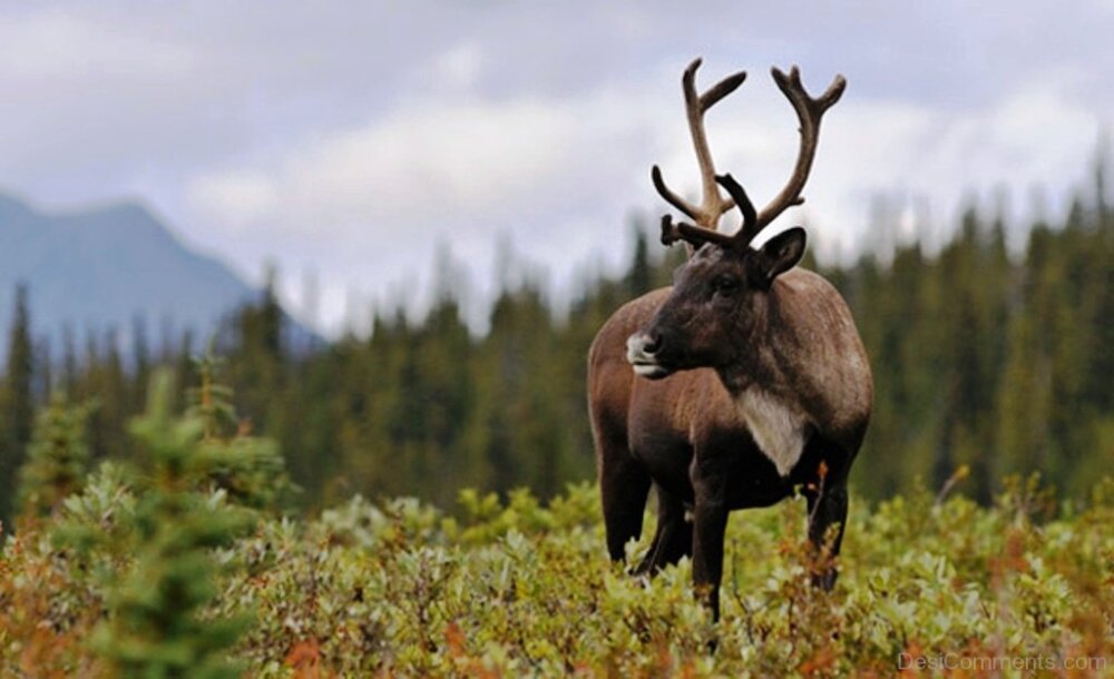 Caribou перевод. Woodland Caribou. Бореальный лес животные. Вунтут национальный парк олени Карибу. Карибу город в Канаде.