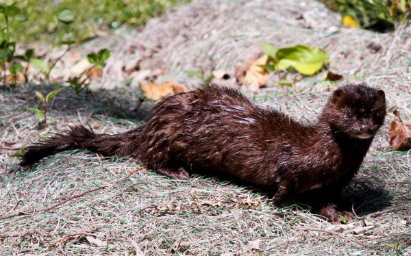 Wonderful Mink