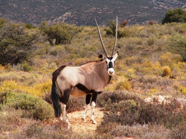 Wonderful Oryx