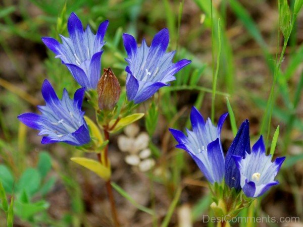 Xie Wan Que Qin Jiao Flowers