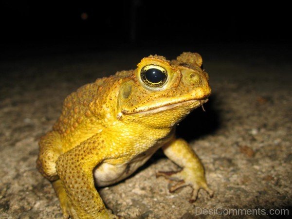 Yellow Frog