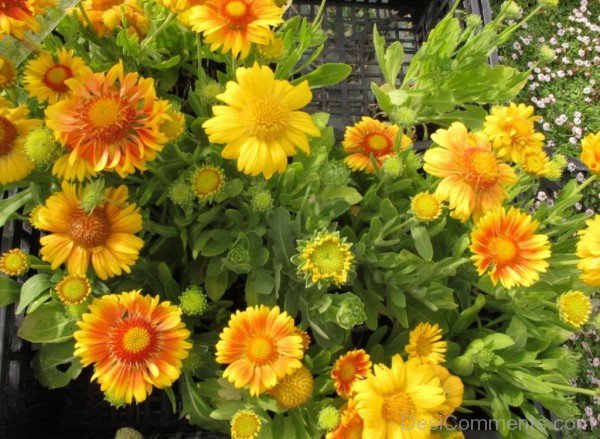 Yellow Gaillardia X Grandiflora Flowers