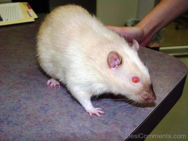 Awesome Rat